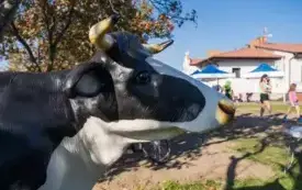 Galeria aktualności Piknik Dożynkowy Gminy Komorniki 24